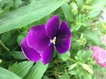 紫色蝴蝶花