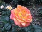 月季花