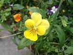 小黄花