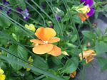 小黄花
