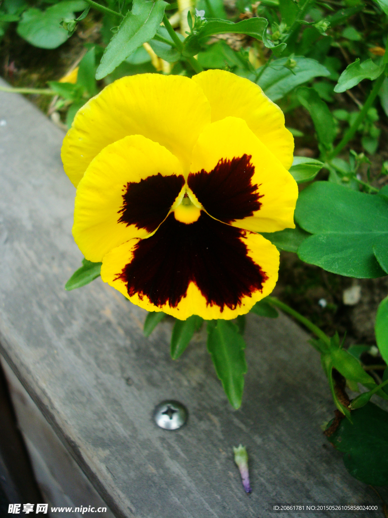 三色堇花