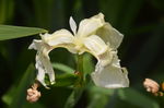 白花鸢尾
