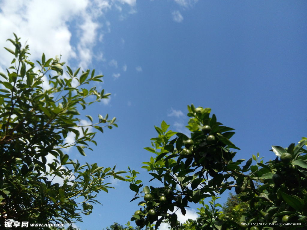 果树蓝天白云
