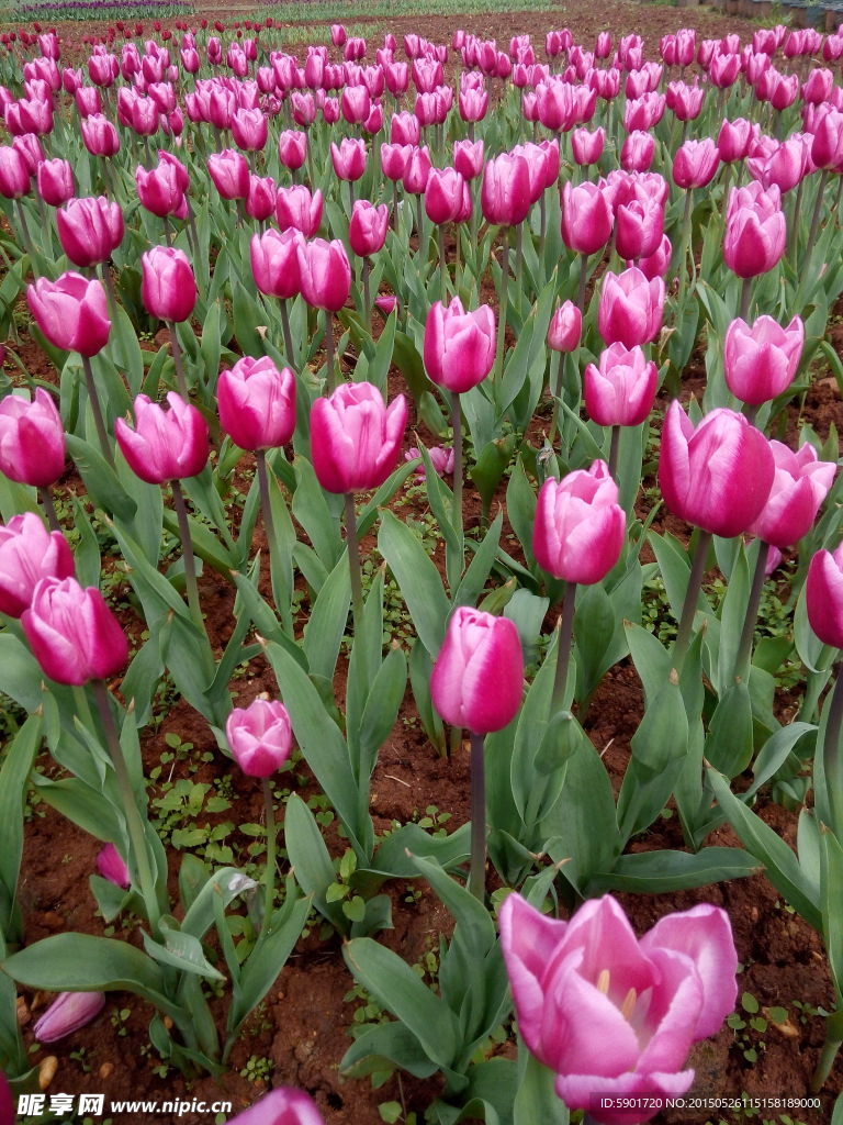 紫色郁金香花园一角