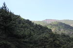 山间松林