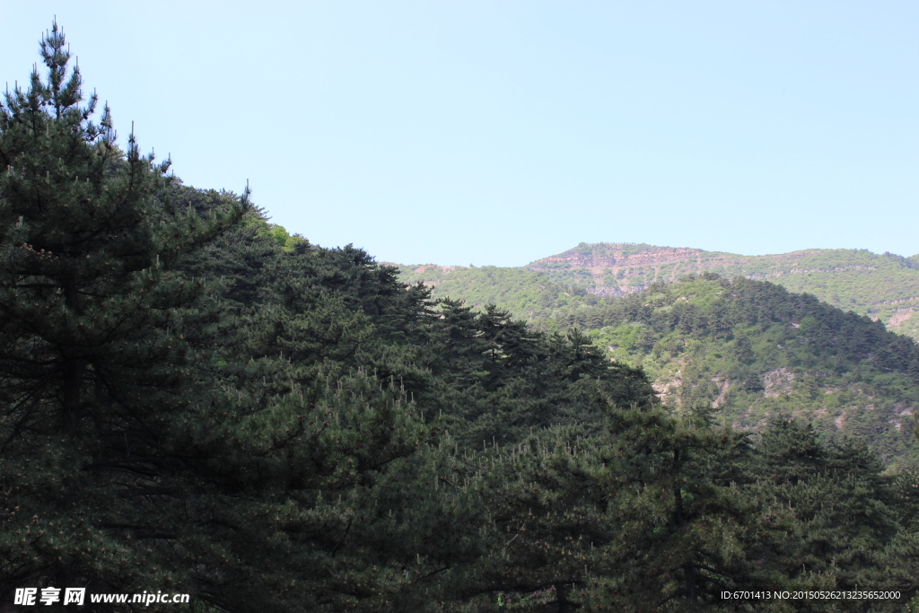 山间松林
