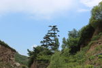 山顶松树