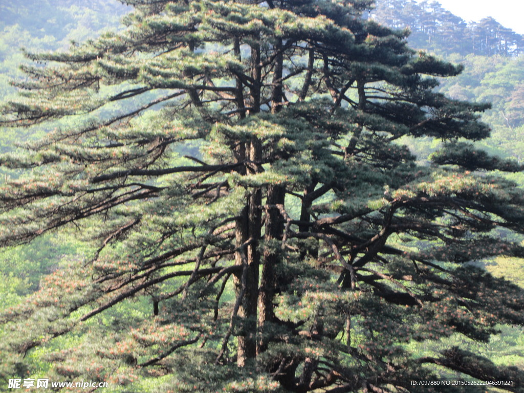 黄山风景区   黄山   松树