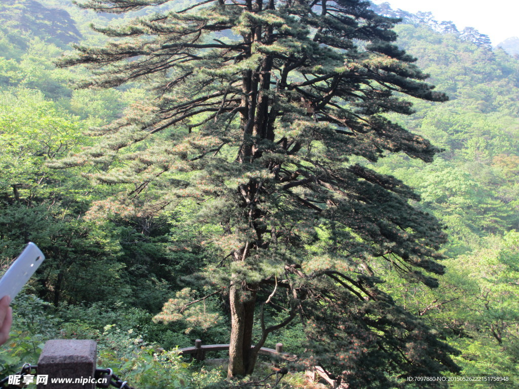 黄山 松树