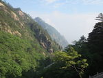 黄山风景区   黄山   松树