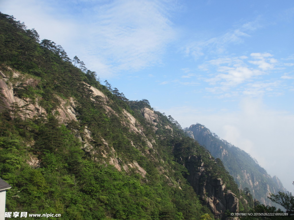 黄山风景区   黄山   松树