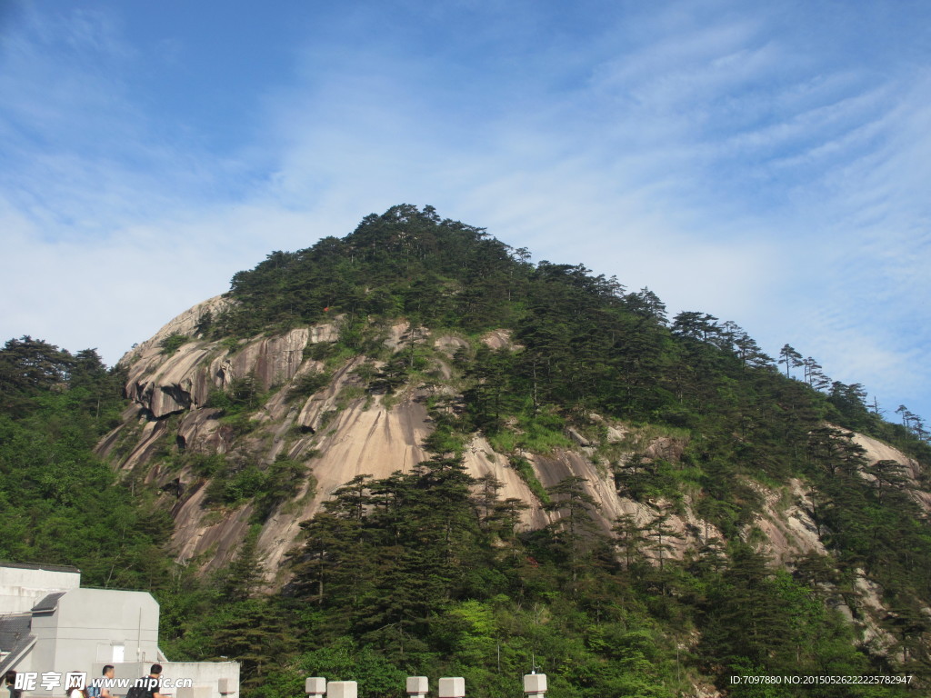 黄山风景区   黄山   松树