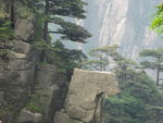 黄山风景区   黄山   松树