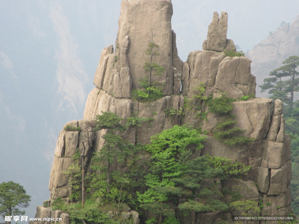 黄山风景区   黄山   松树