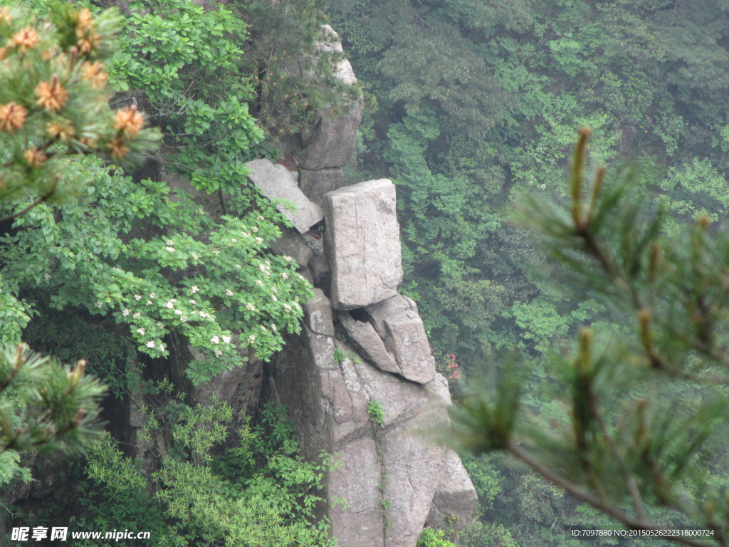 黄山风景区   黄山   松树