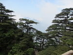 黄山风景区   黄山   松树