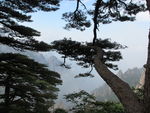 黄山 松树