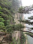 黄山风景区   黄山   松树