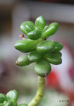 植物花卉