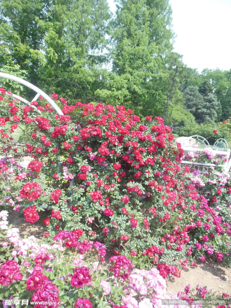 月季花
