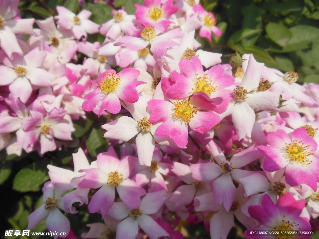 月季花