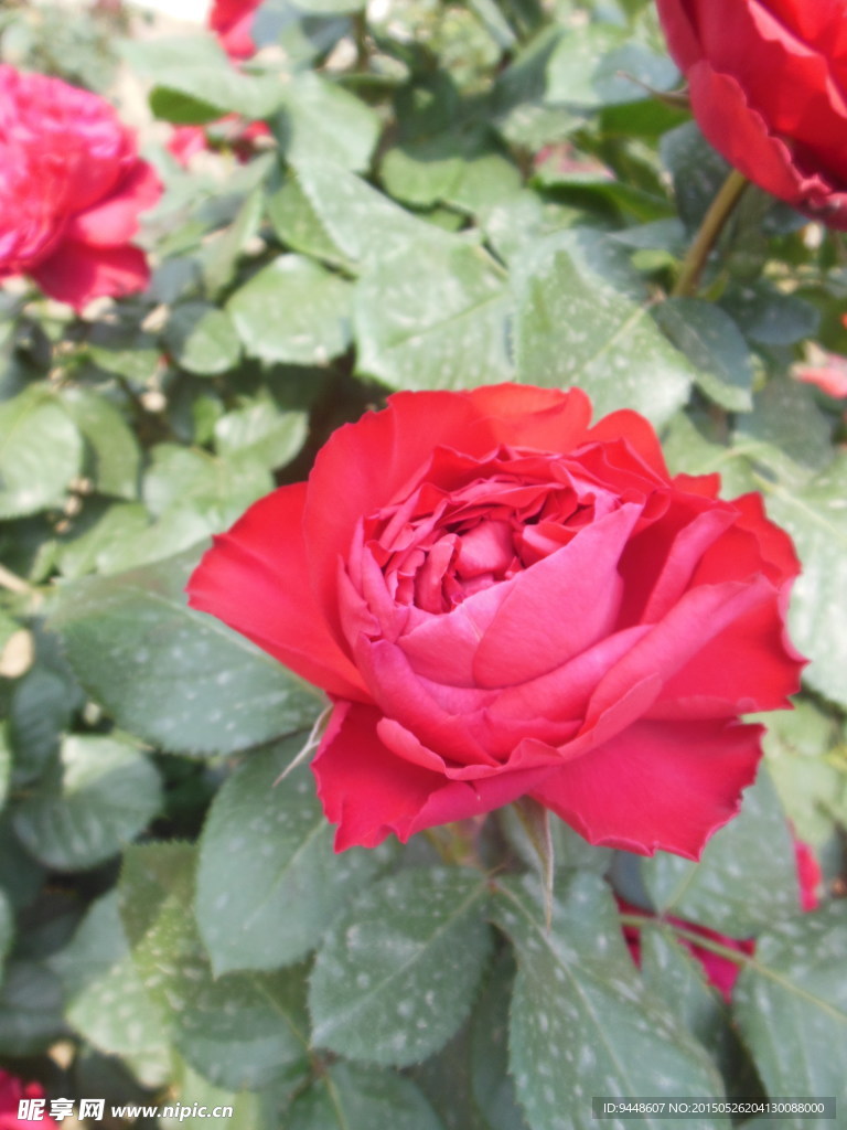 月季花