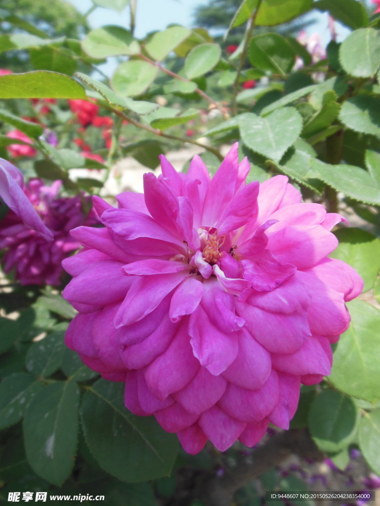 月季花