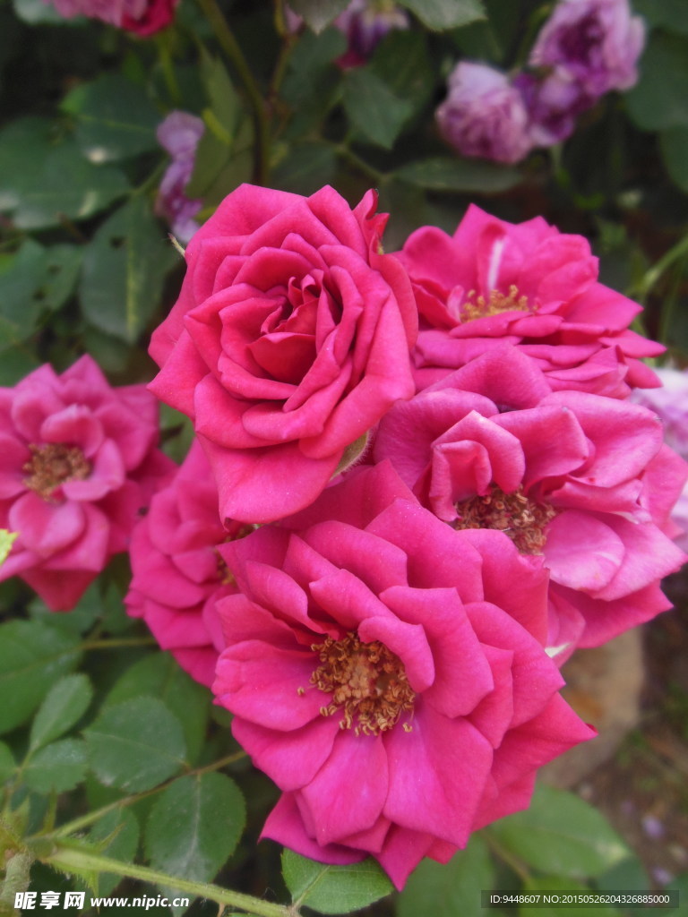 月季花