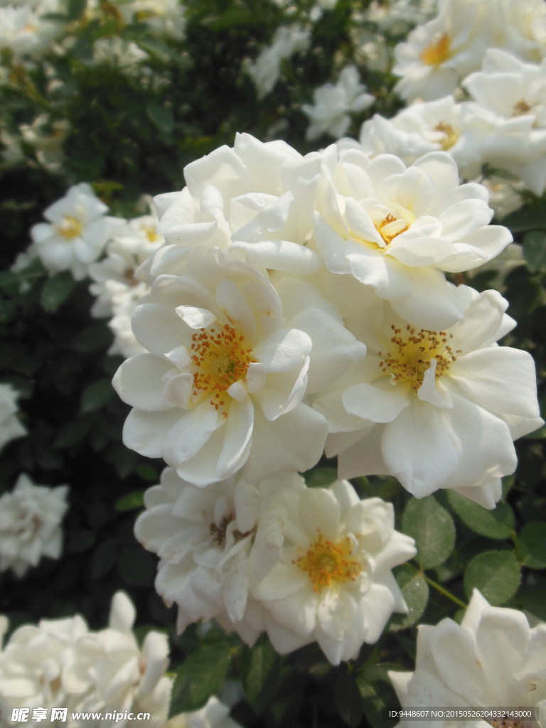 月季花
