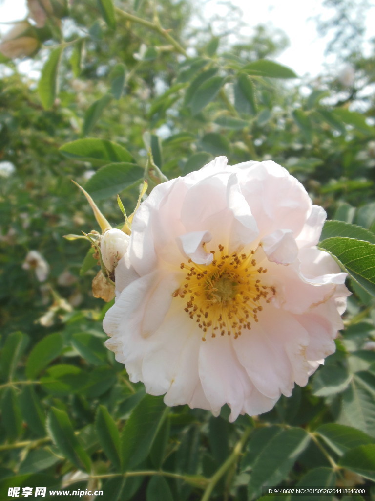 玫瑰花