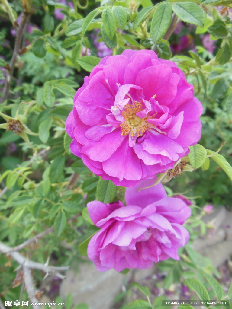 玫瑰花