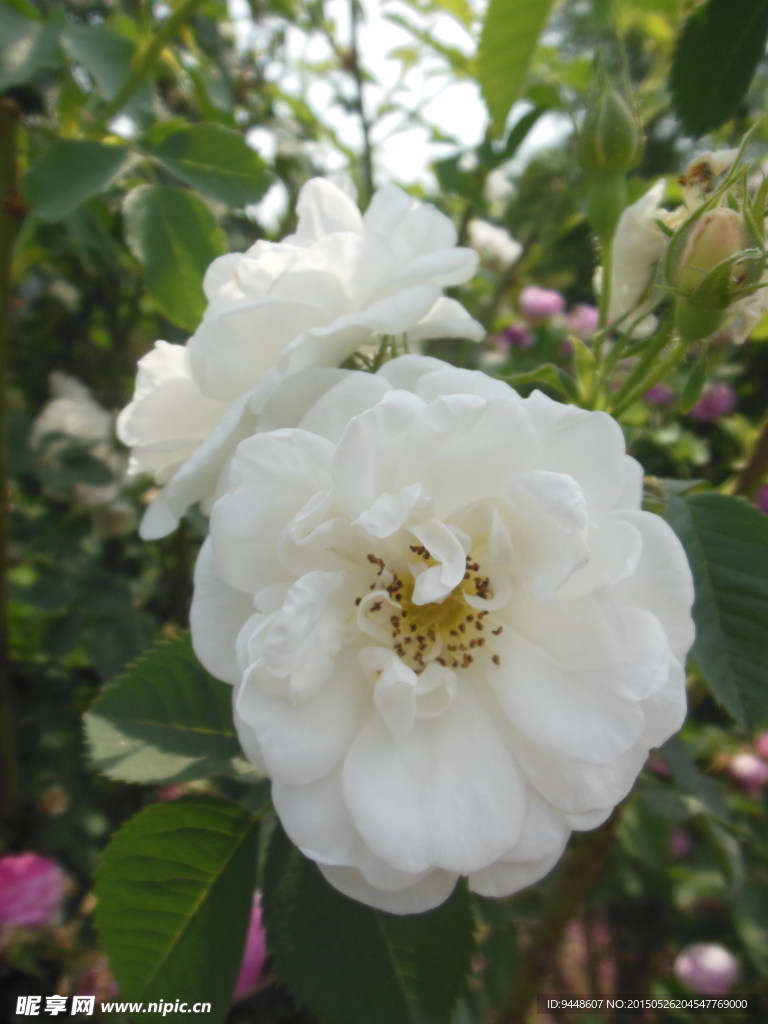 月季花