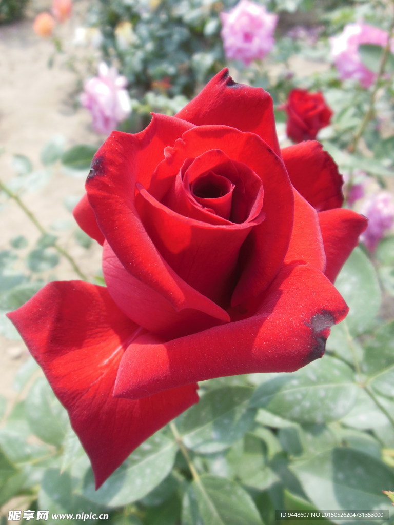 月季花