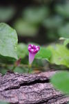 牵牛花