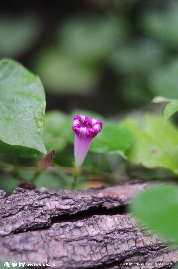 牵牛花