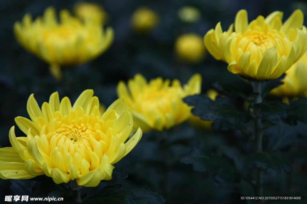 菊花