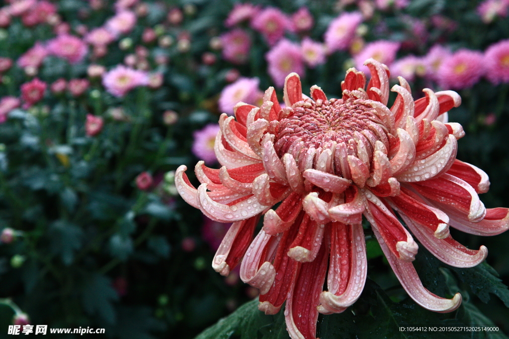 菊花