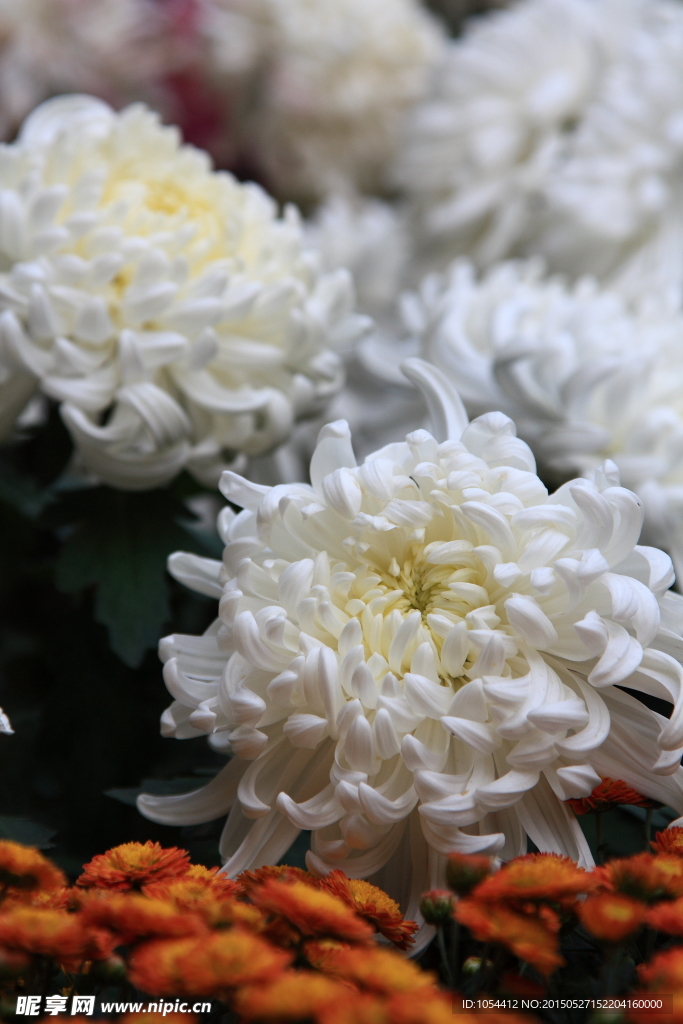 菊花