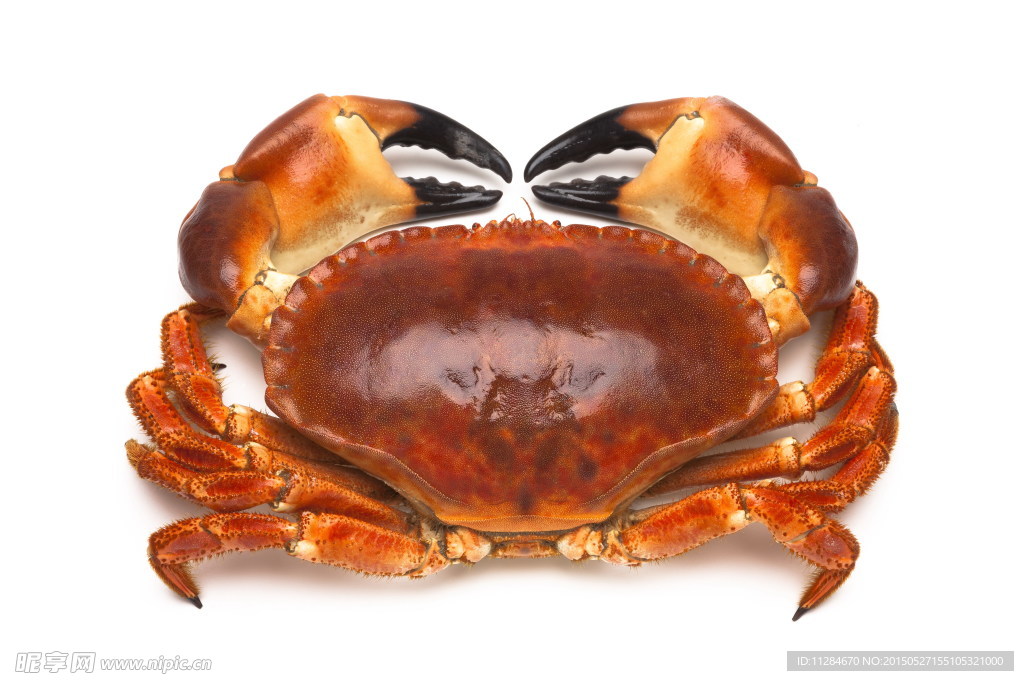 蟹
