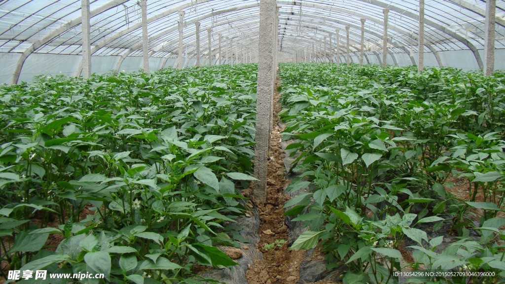 大棚蔬菜