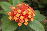 龙船花