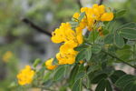 黄槐花