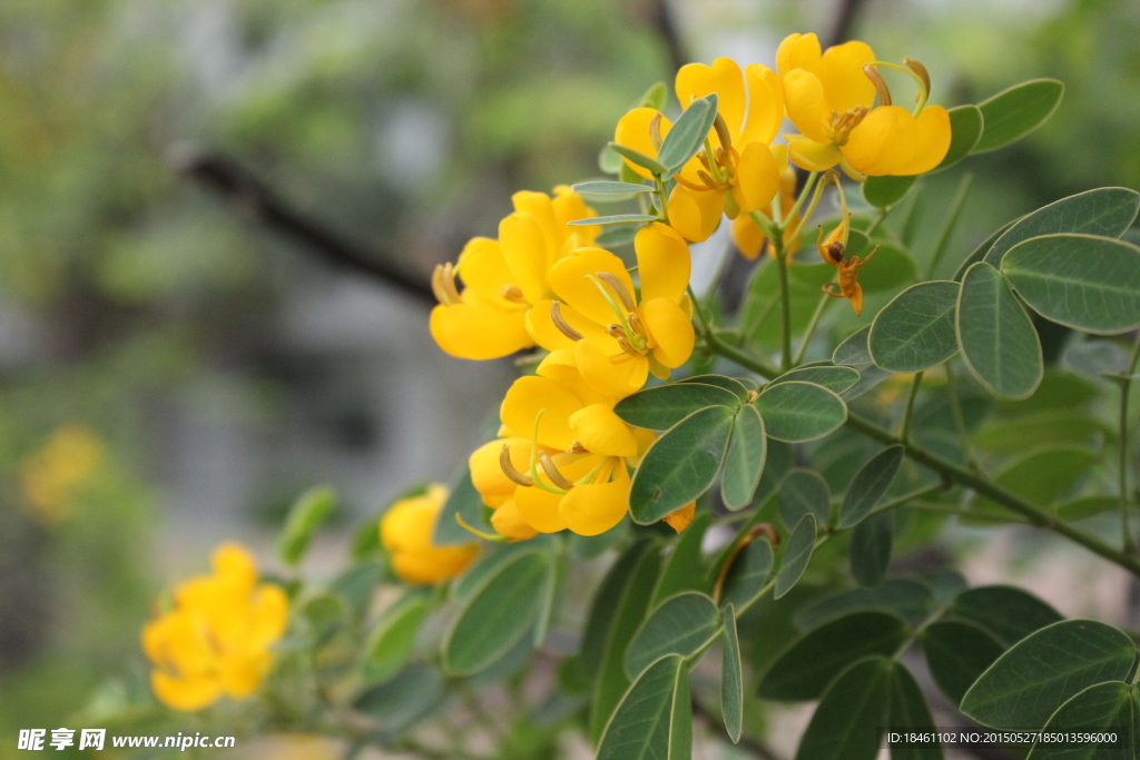 黄槐花