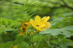 黄槐花