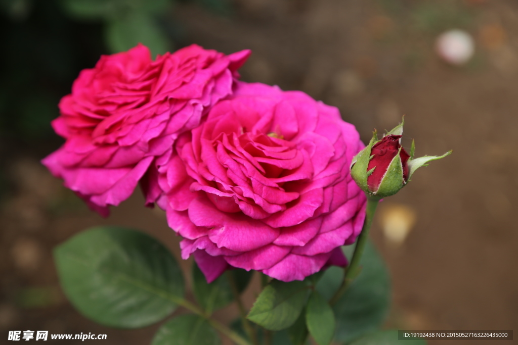 月季花