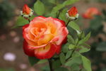 月季花