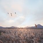 温暖的阳光