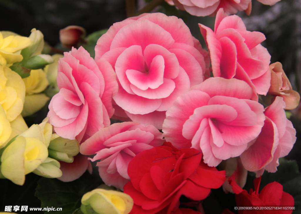 花