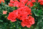 鲜花