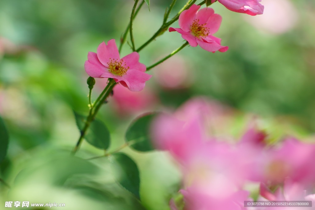 夏日的花朵